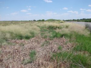 Native saltgrass and sacaton grasses replacing the treated saltcedar near the river bank, August 2012