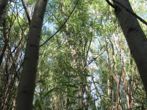 Dense riparian shrub habitat suitable for the endangered Southwestern Willow Flycatcher, June 2011