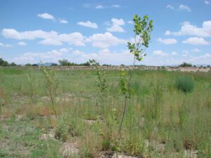 Cottonwood and willow pole plantings , July 2012