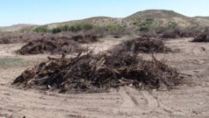 Saltcedar debris piles, May 2012