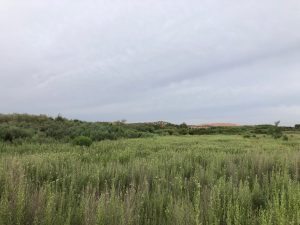 Crow Canyon B native willows and plants, August 2019