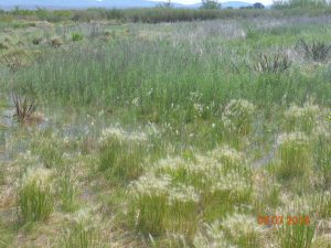 Native Grasses being irrigated CCB, June 2018