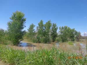 Irrigation near well 1, July 2018